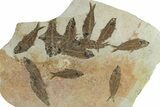 Fossil Fish (Knightia) Mortality Plate - Wyoming #295715-1